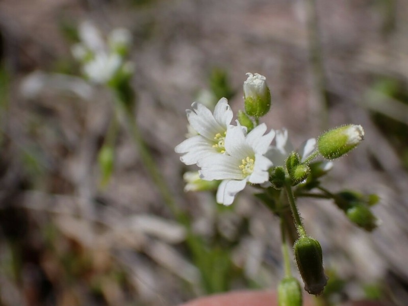Shortstalk Chickweed photo 6