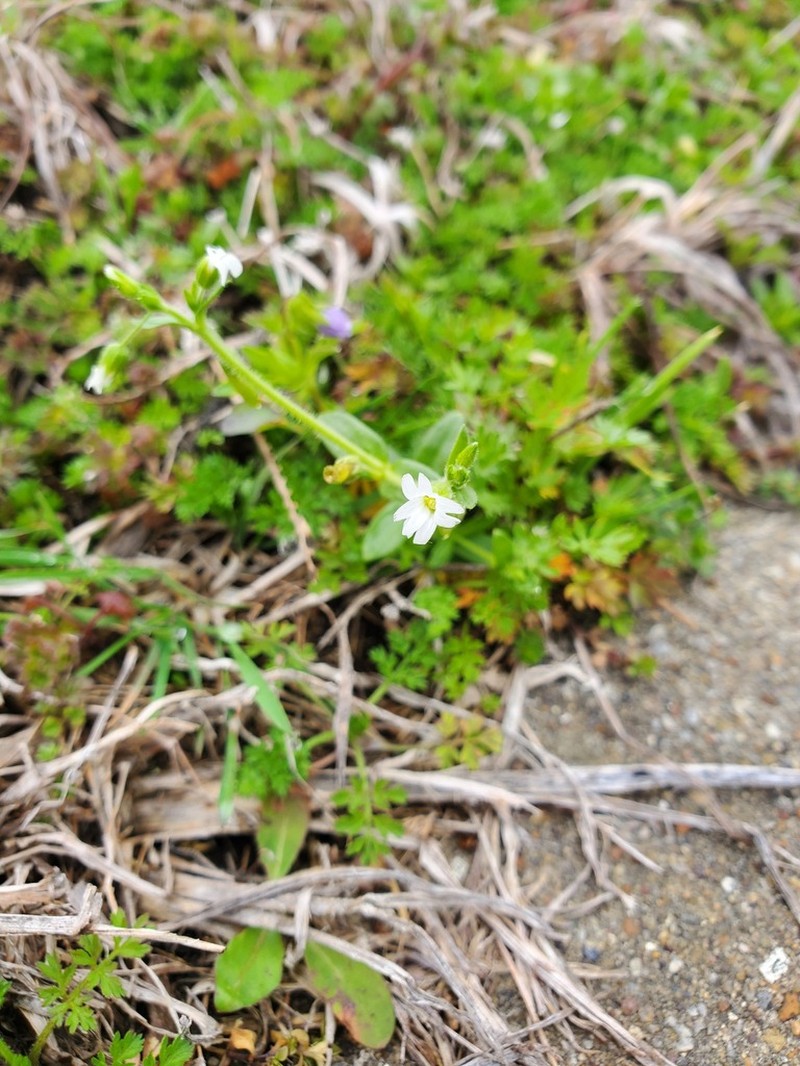 Shortstalk Chickweed photo 7