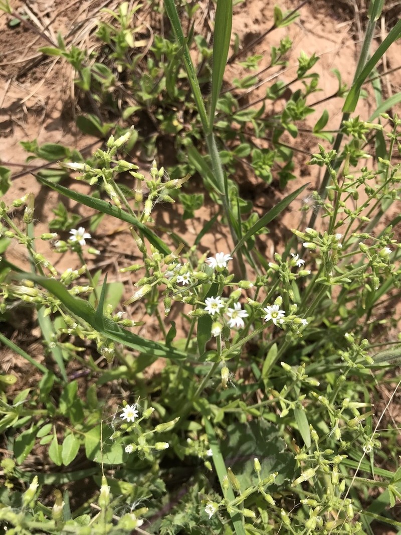 Shortstalk Chickweed photo 8