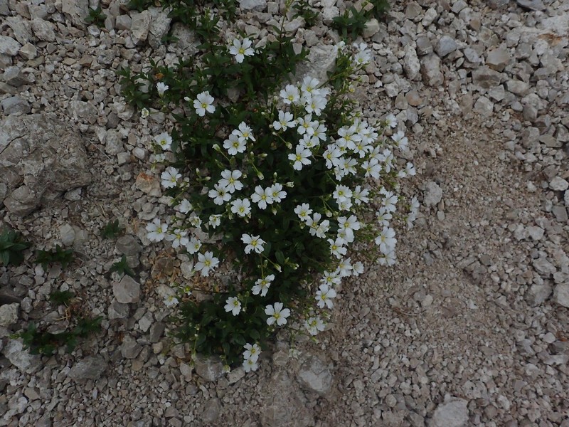 Cerastium carinthiacum subsp. carinthiacum