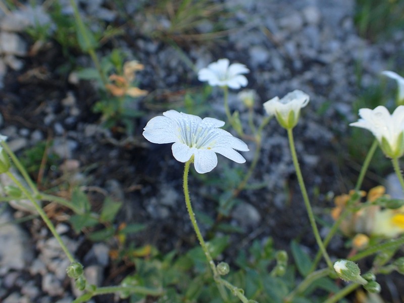 Cerastium carinthiacum subsp. carinthiacum photo 2