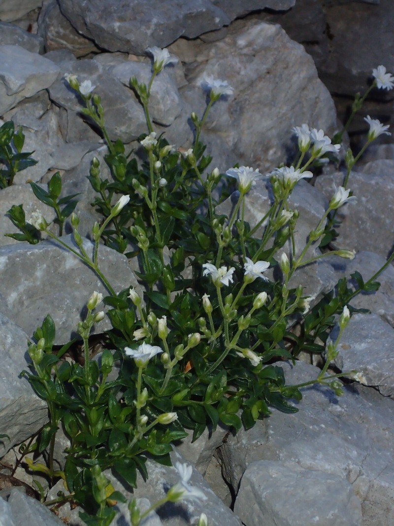 Cerastium carinthiacum subsp. carinthiacum photo 3