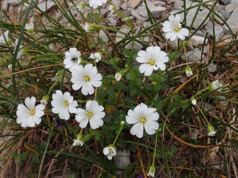 Cerastium carinthiacum subsp. carinthiacum photo 4