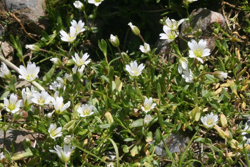 Mountain Chickweed photo 2