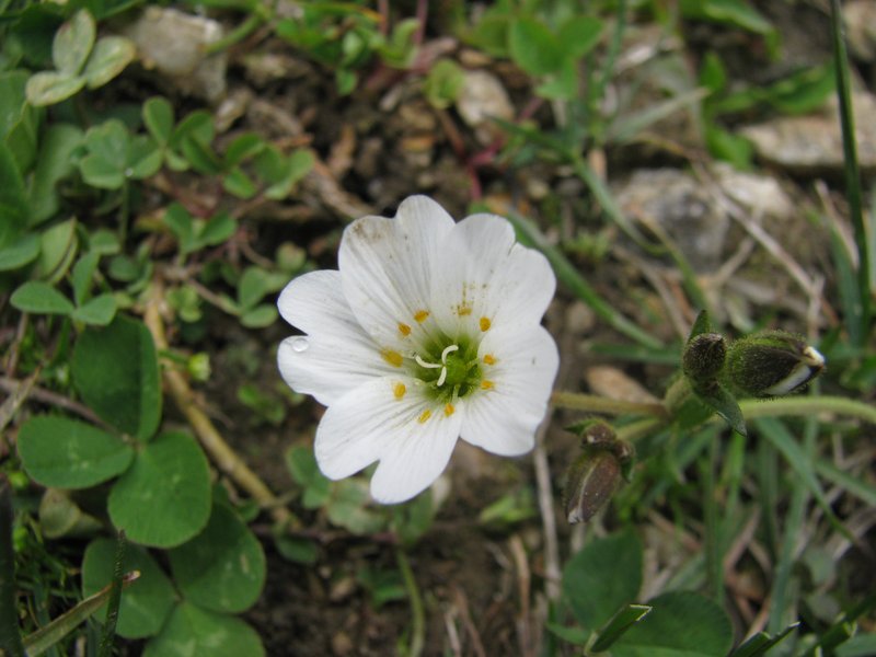Mountain Chickweed photo 3