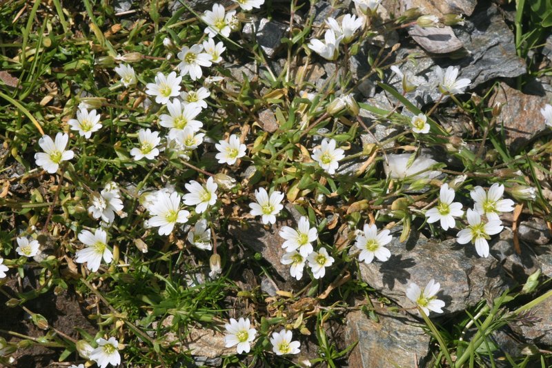 Mountain Chickweed
