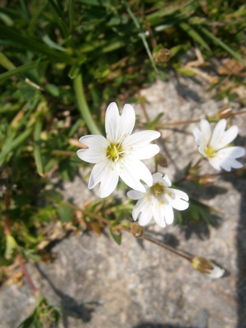 Mountain Chickweed photo 4