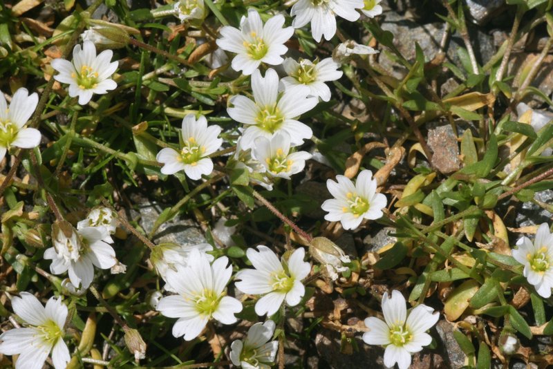 Mountain Chickweed photo 5