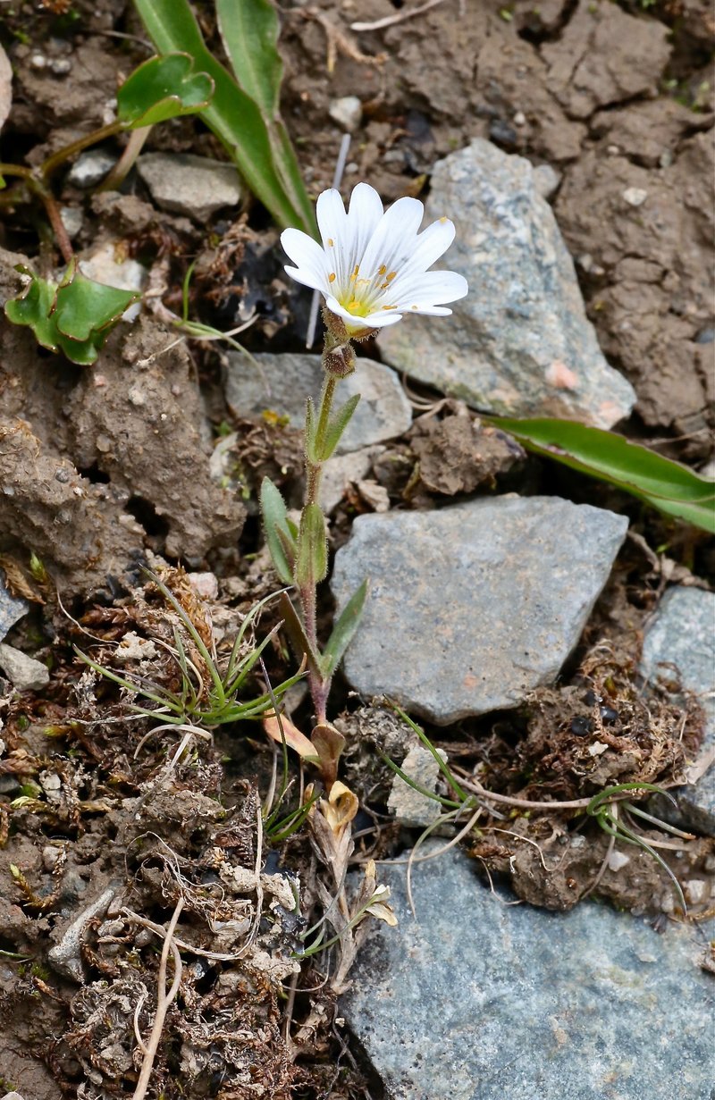 Mountain Chickweed photo 6