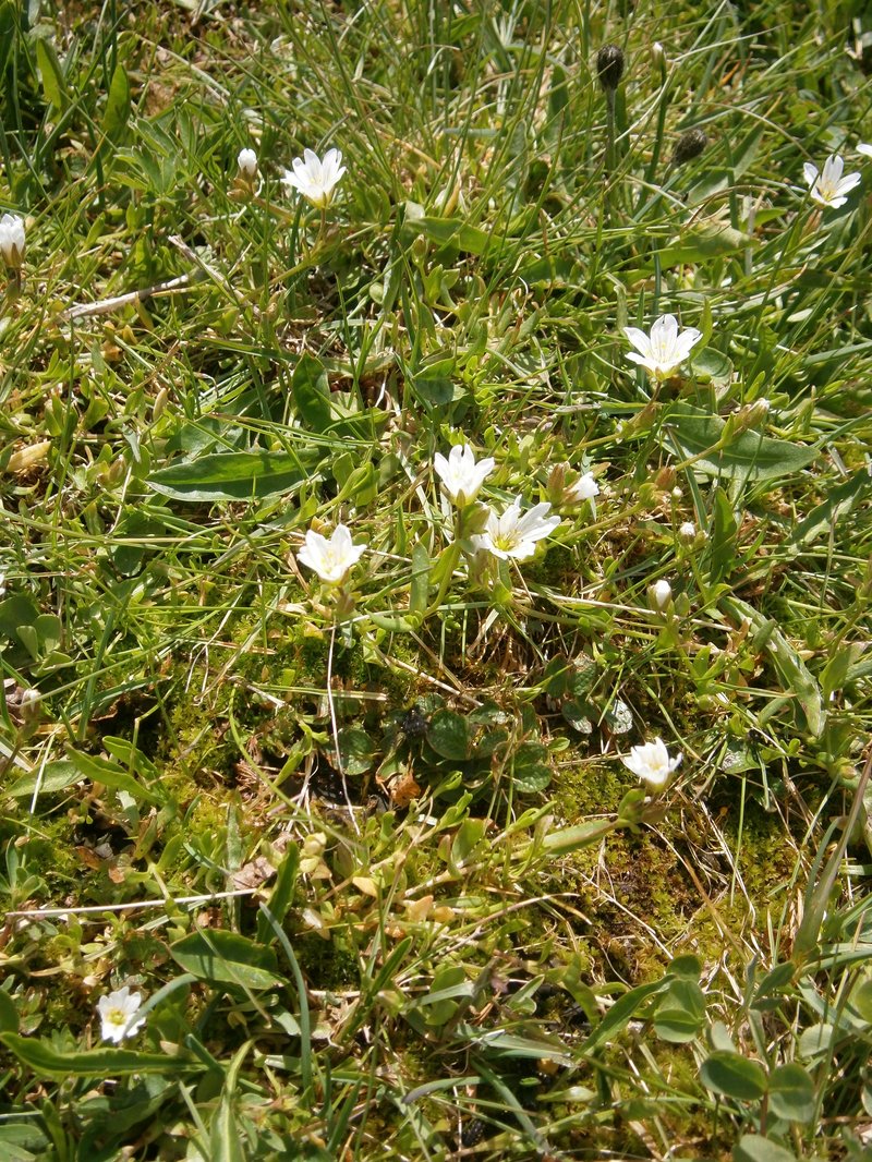 Mountain Chickweed photo 7