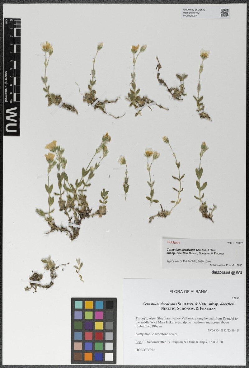 Cerastium decalvans subsp. doerfleri