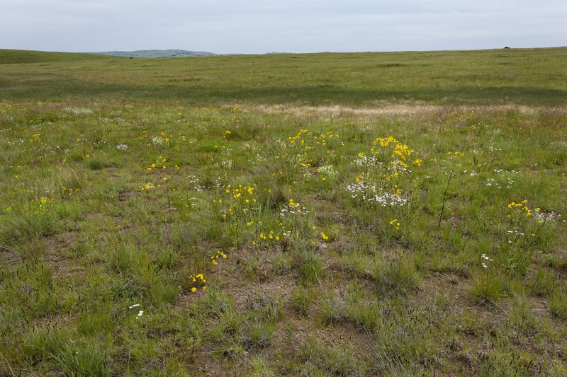 Forked Chickweed photo 3