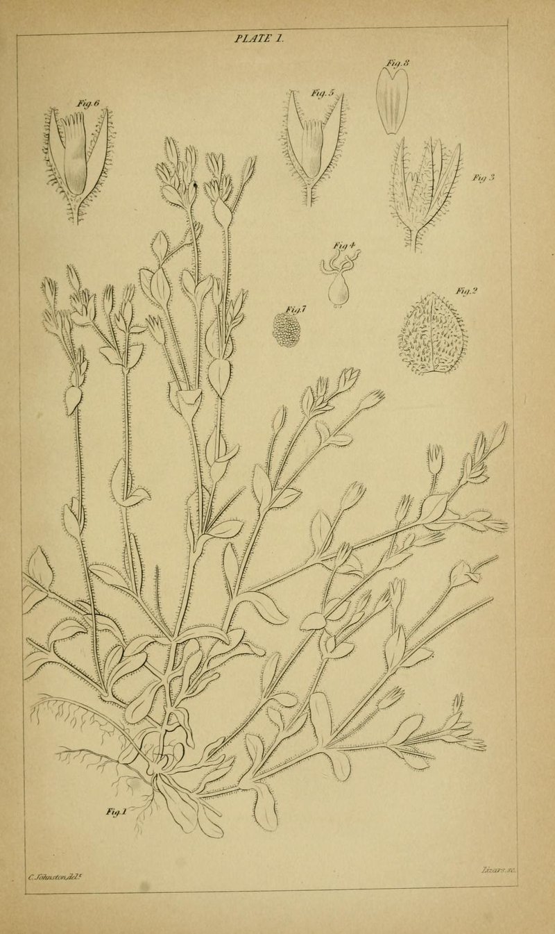 Fourstamen Chickweed photo 2