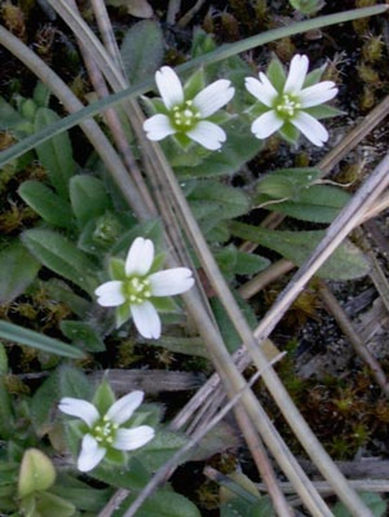 Fourstamen Chickweed photo 3