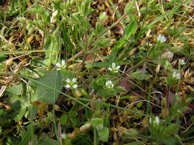 Fourstamen Chickweed