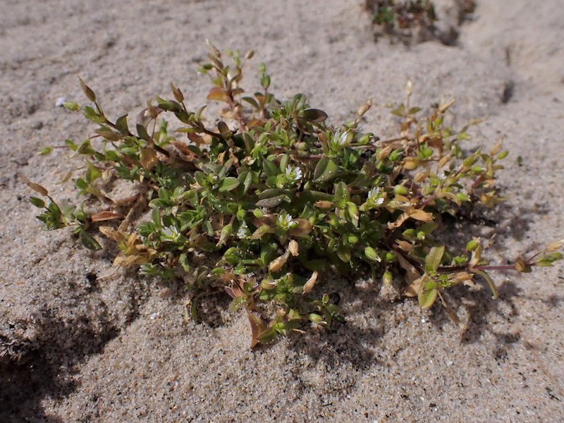 Fourstamen Chickweed photo 4