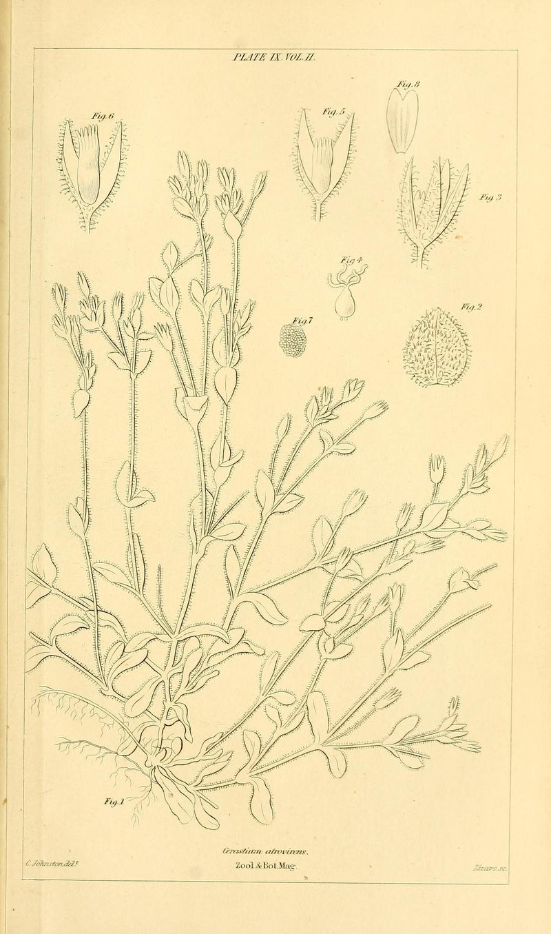 Fourstamen Chickweed photo 5