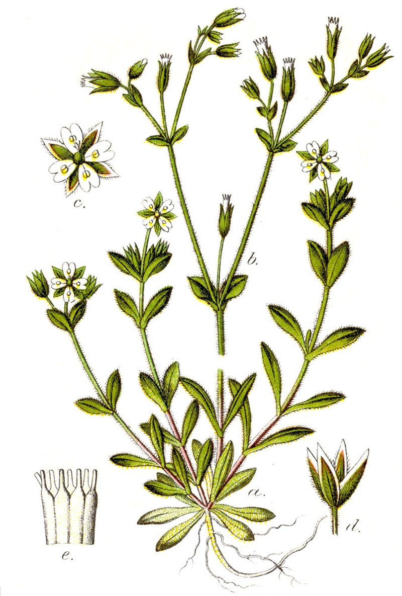 Fourstamen Chickweed photo 6