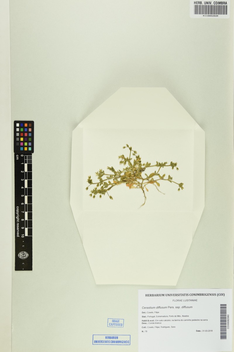 Cerastium diffusum subsp. diffusum