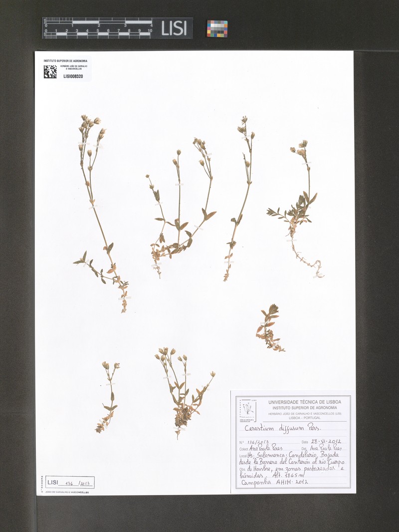 Cerastium diffusum subsp. diffusum photo 2
