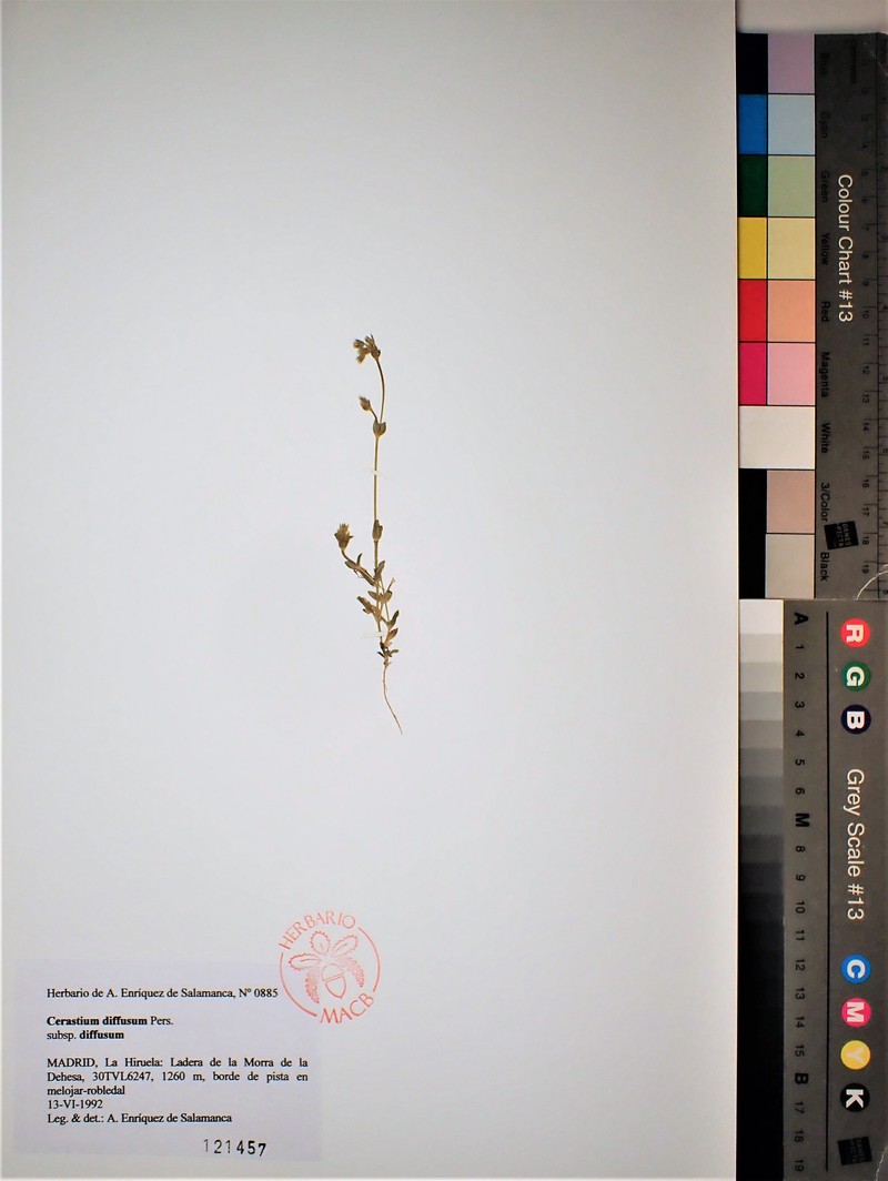 Cerastium diffusum subsp. diffusum photo 3