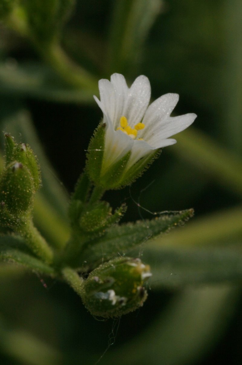 Doubtful Chickweed
