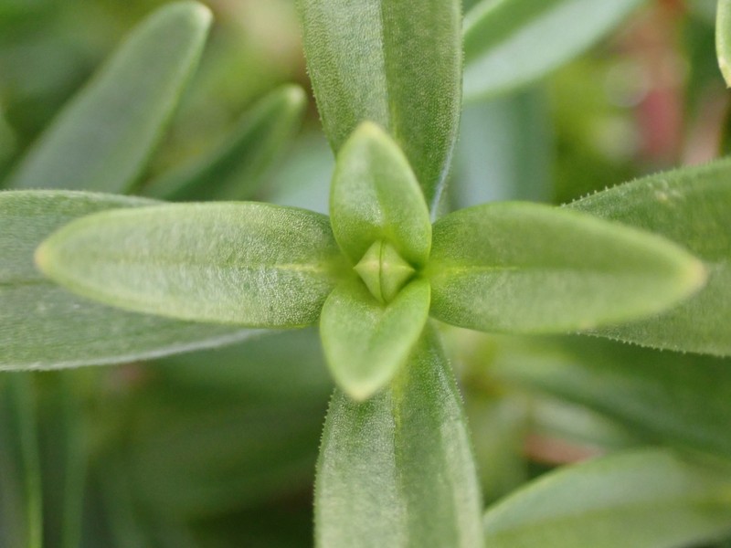 Cerastium elongatum