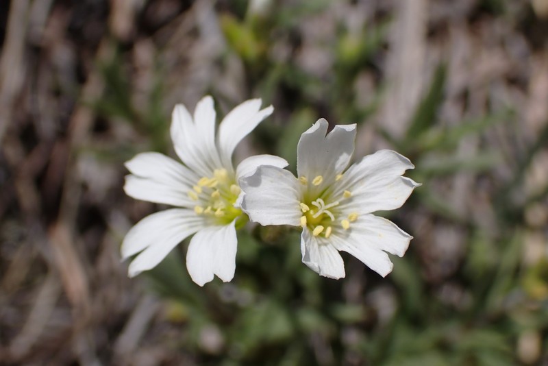 Cerastium elongatum photo 2
