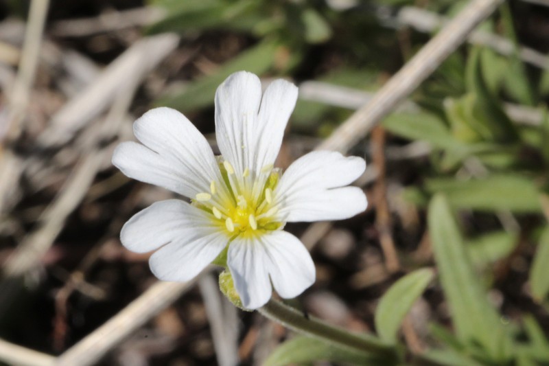 Cerastium elongatum photo 3
