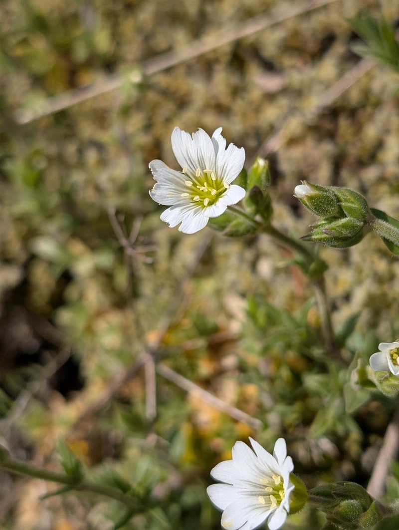 Cerastium elongatum photo 4