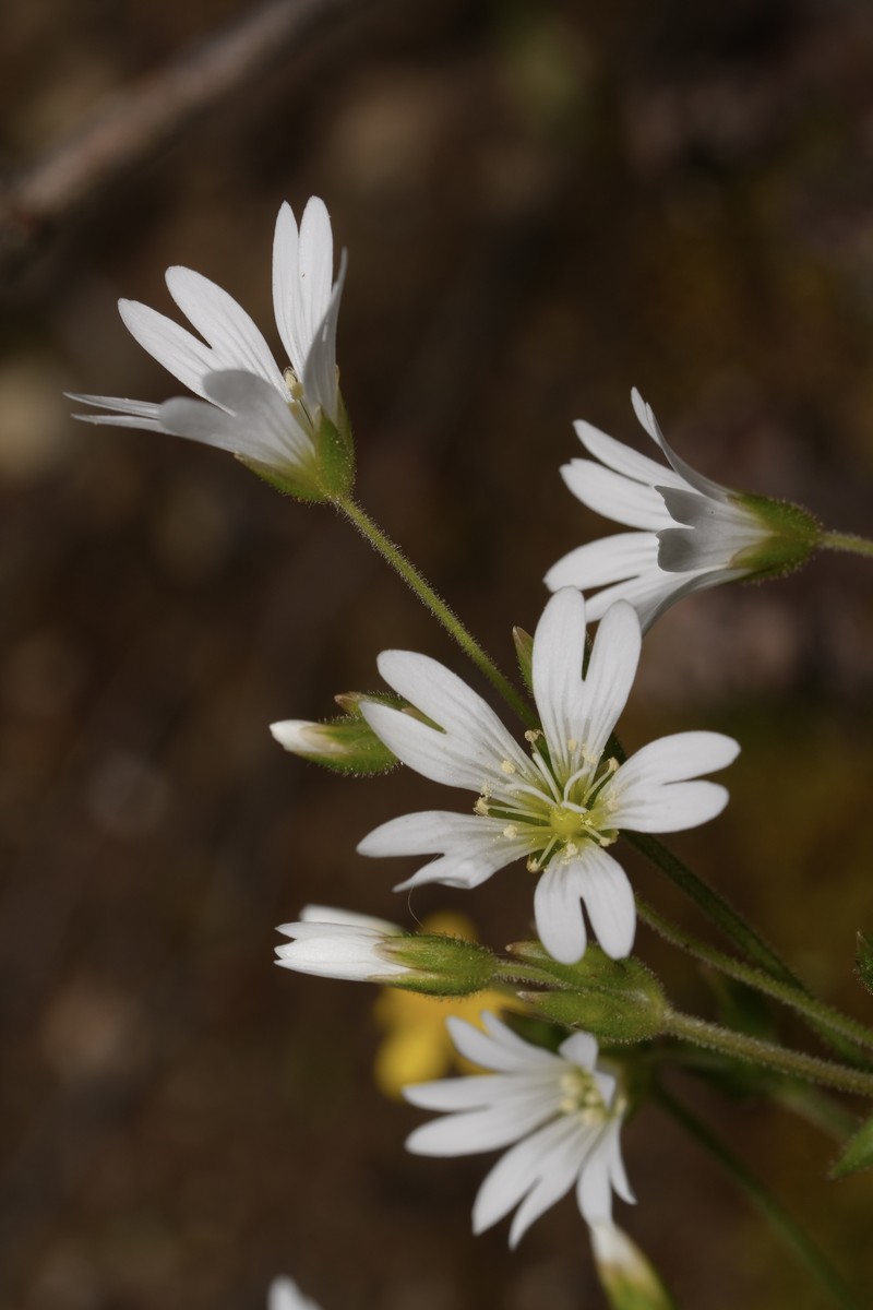 Cerastium elongatum photo 5