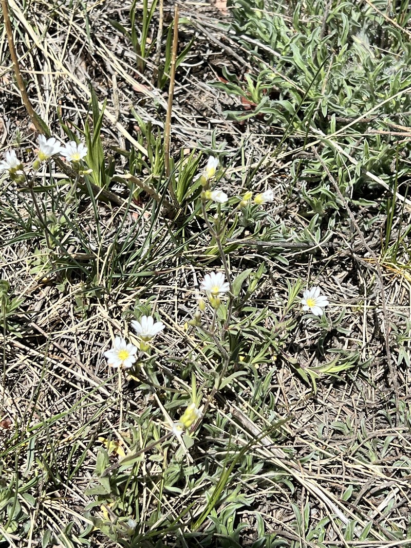 Cerastium elongatum photo 6