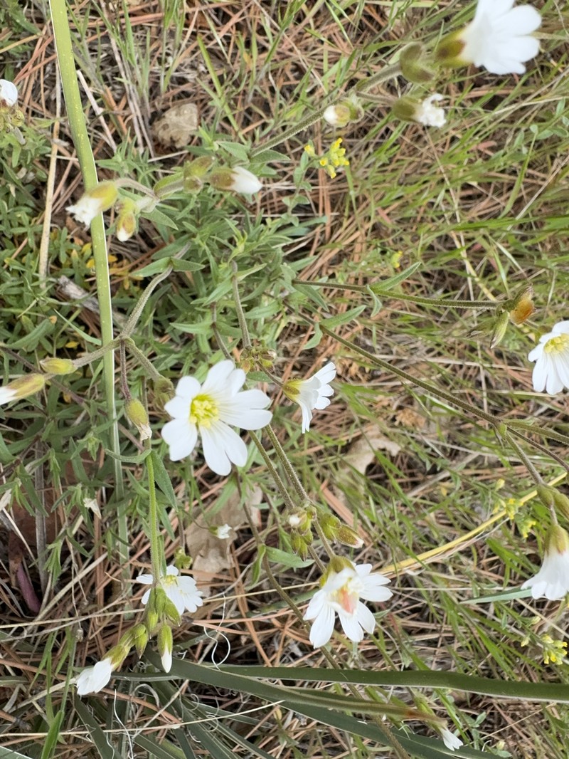 Cerastium elongatum photo 7
