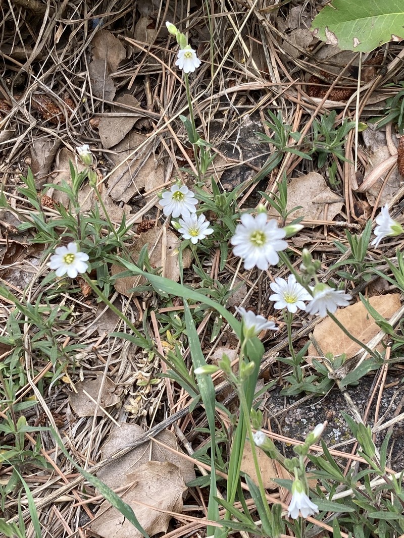 Cerastium elongatum photo 8