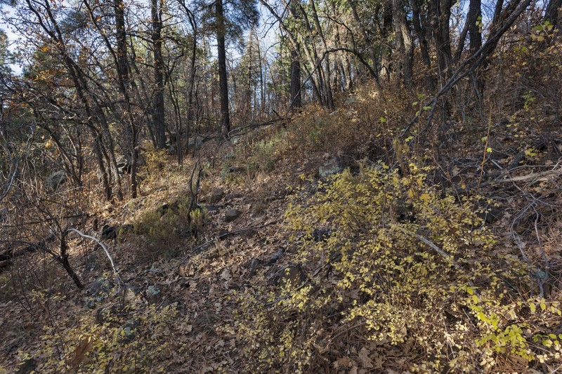 Fastigiate Mouse-Ear Chickweed