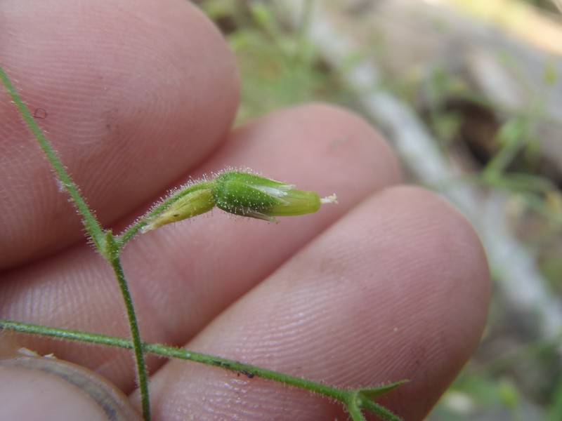 Fastigiate Mouse-Ear Chickweed photo 2