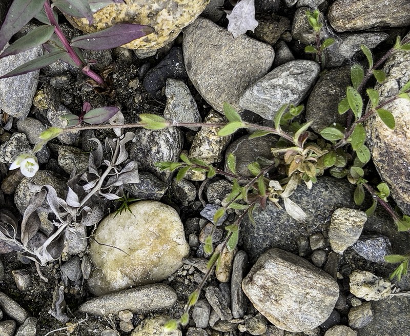 Fischer's Chickweed