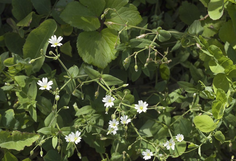 Fischer's Chickweed photo 2
