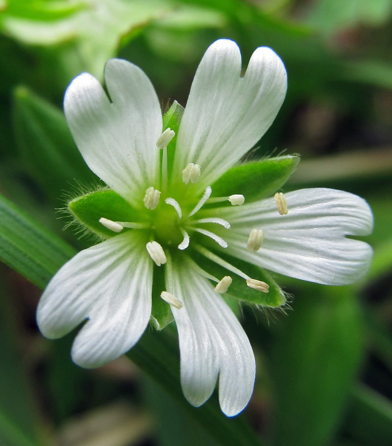 Fischer's Chickweed photo 3
