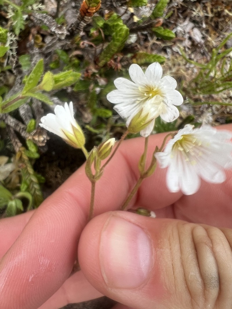 Fischer's Chickweed photo 4
