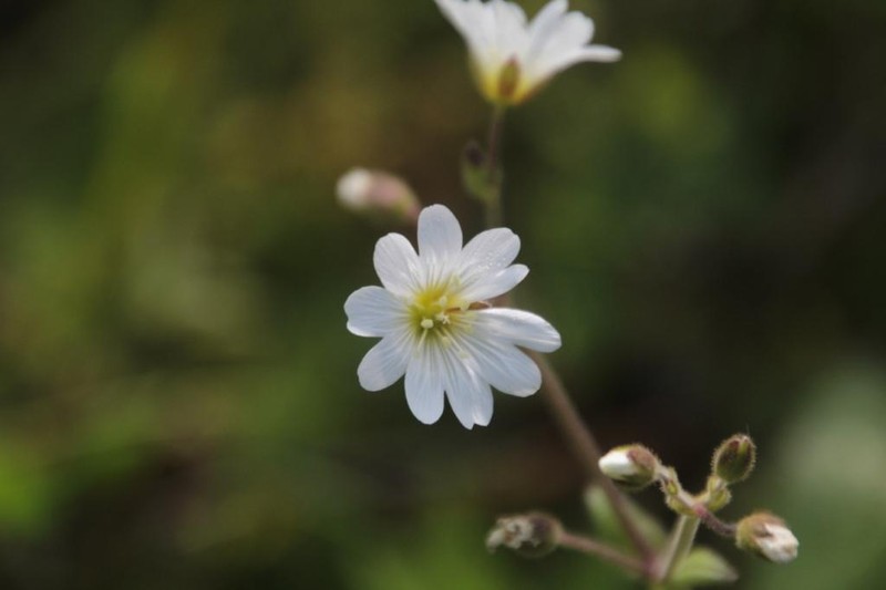 Fischer's Chickweed photo 5
