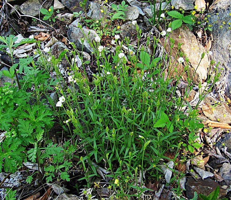 Fischer's Chickweed photo 6