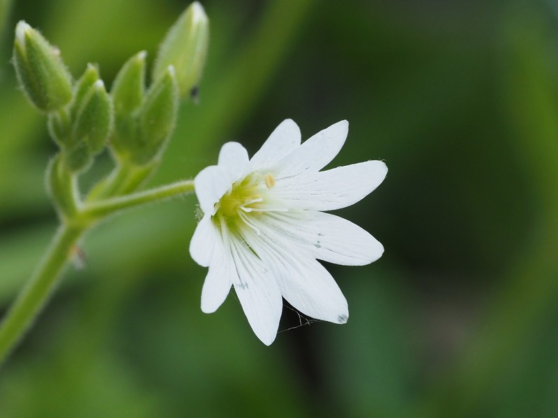 Fischer's Chickweed photo 7
