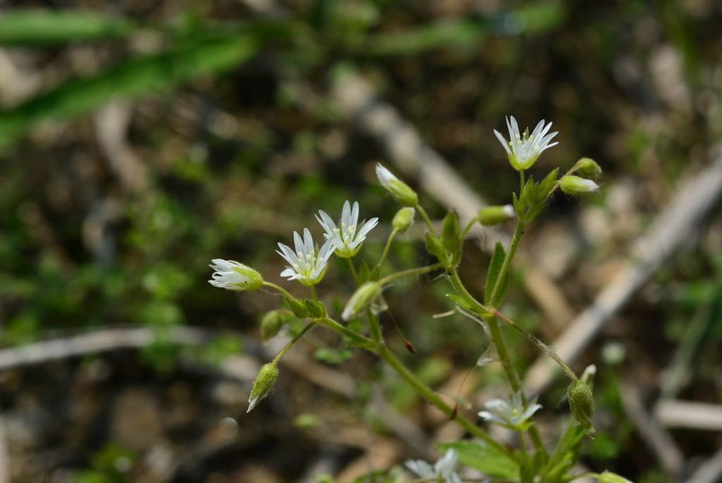 Fischer's Chickweed photo 8