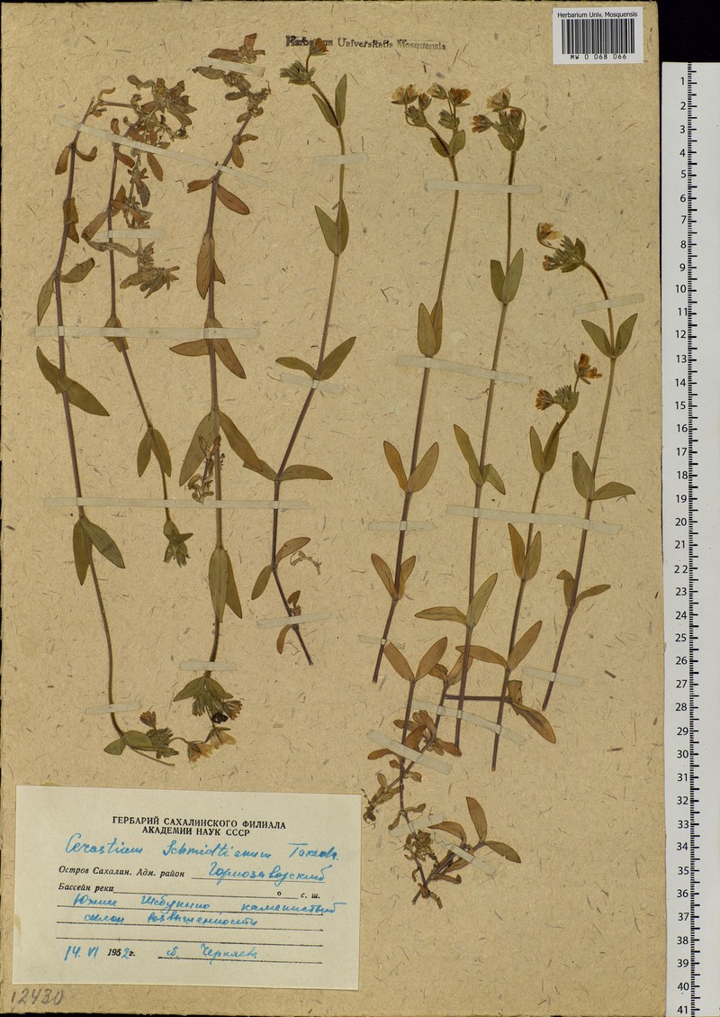 Cerastium fischerianum subsp. fischerianum photo 2