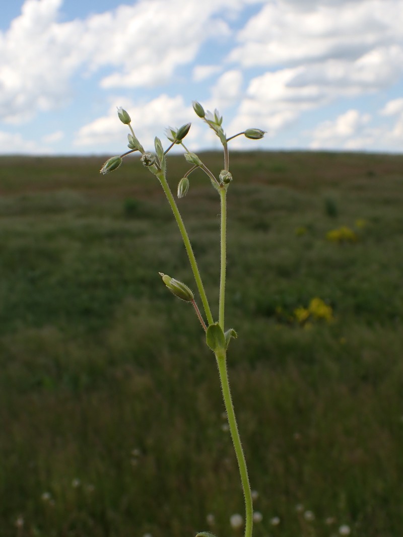 Cerastium fontanum subsp. fontanum