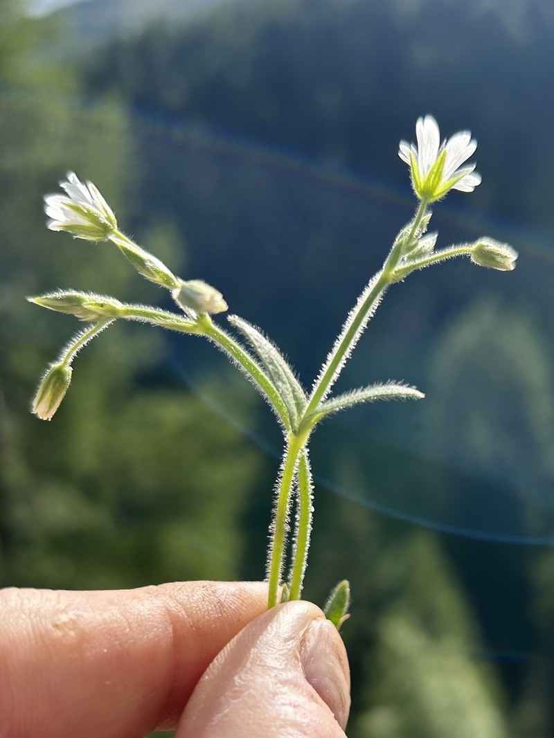 Cerastium fontanum subsp. fontanum photo 2