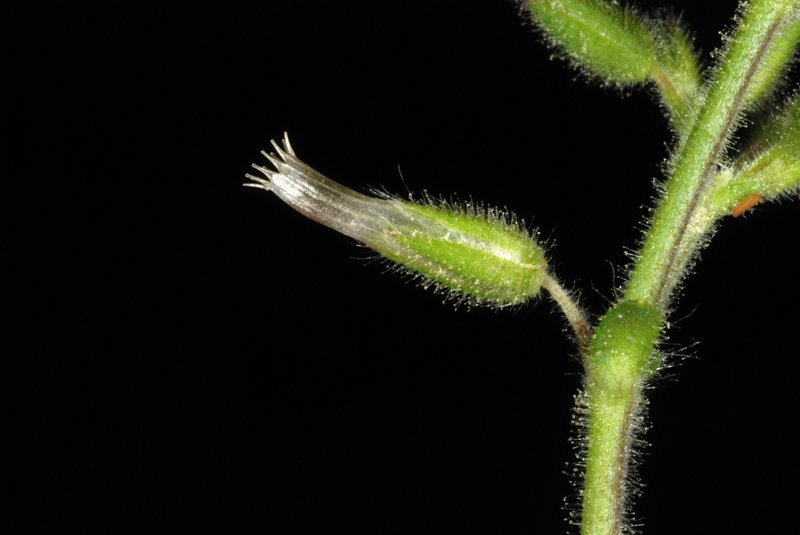 Sticky Chickweed photo 2