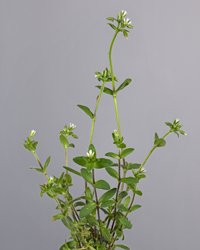 Sticky Chickweed