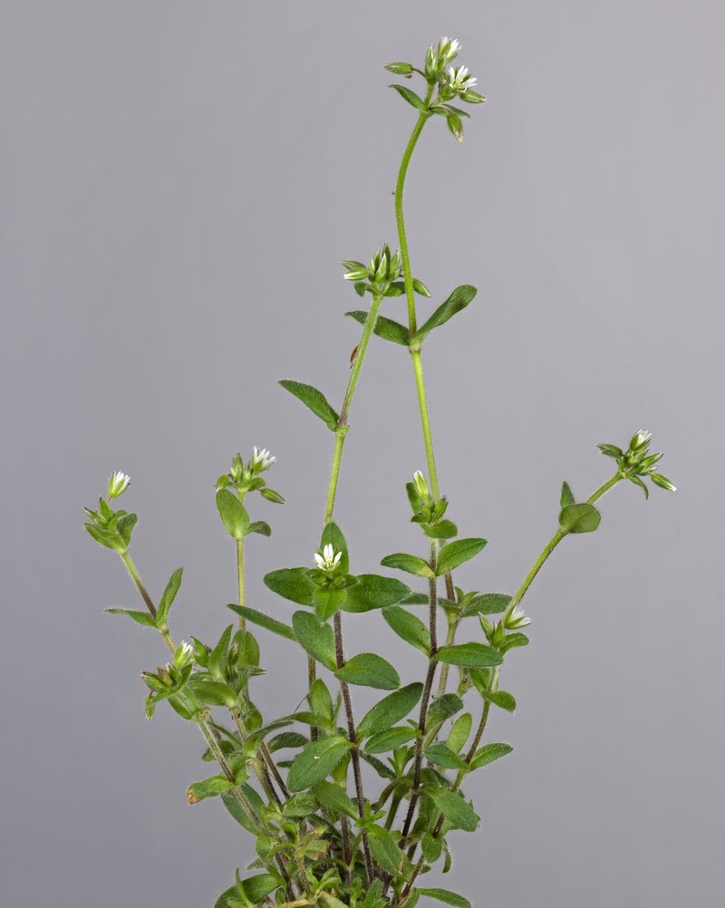 Sticky Chickweed